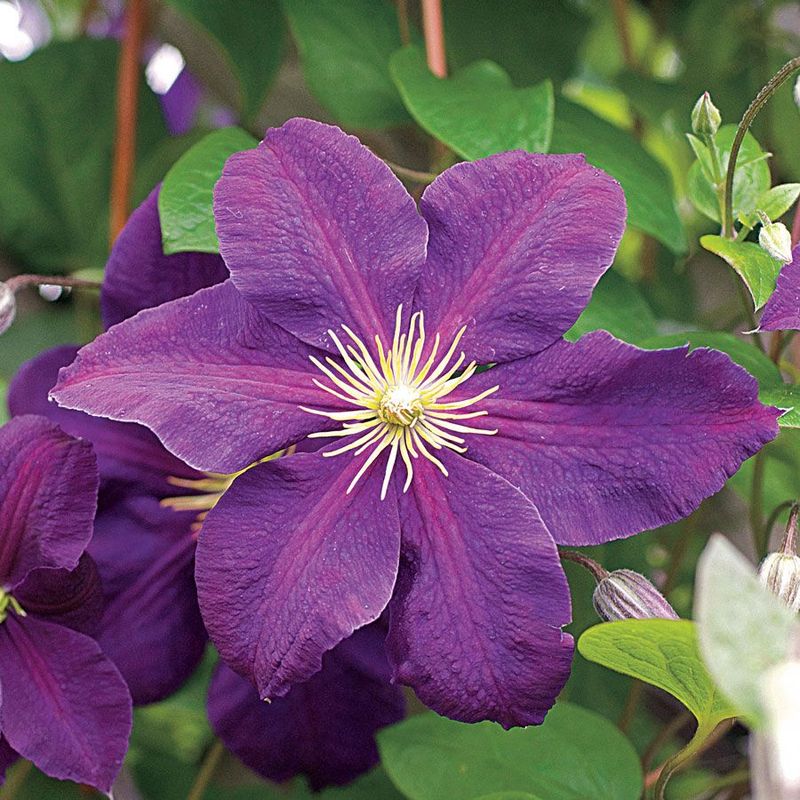 Clematis 'Jackmanii'