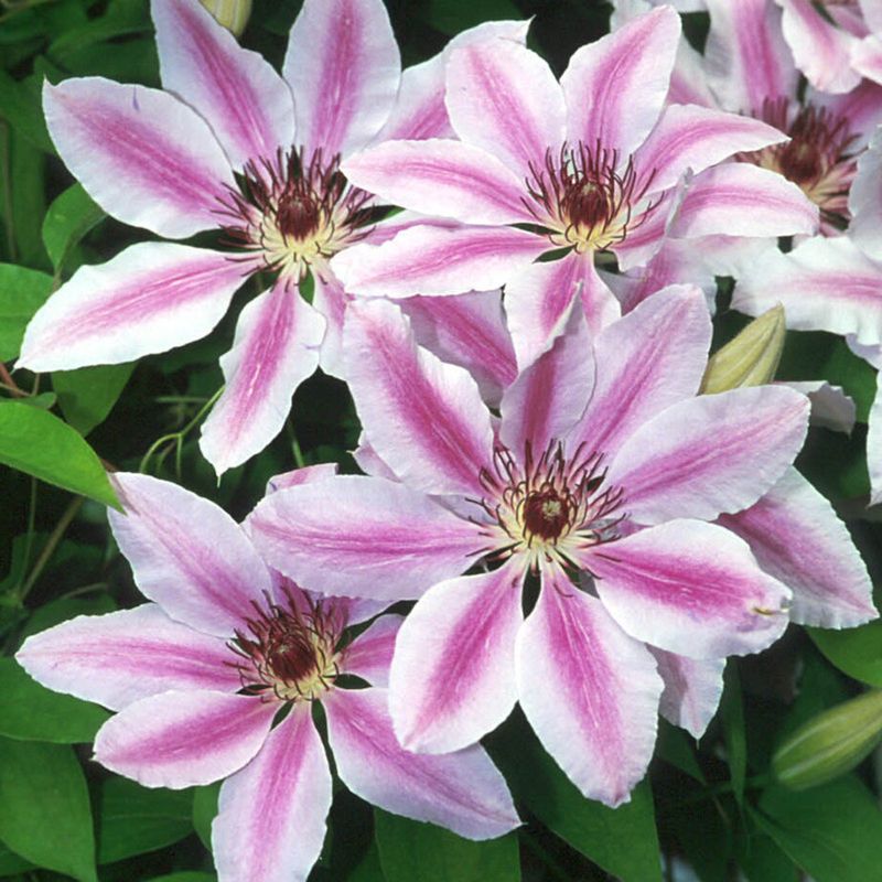 Clematis 'Nelly Moser'