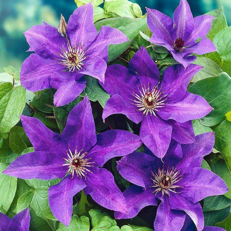 Clematis 'The President'