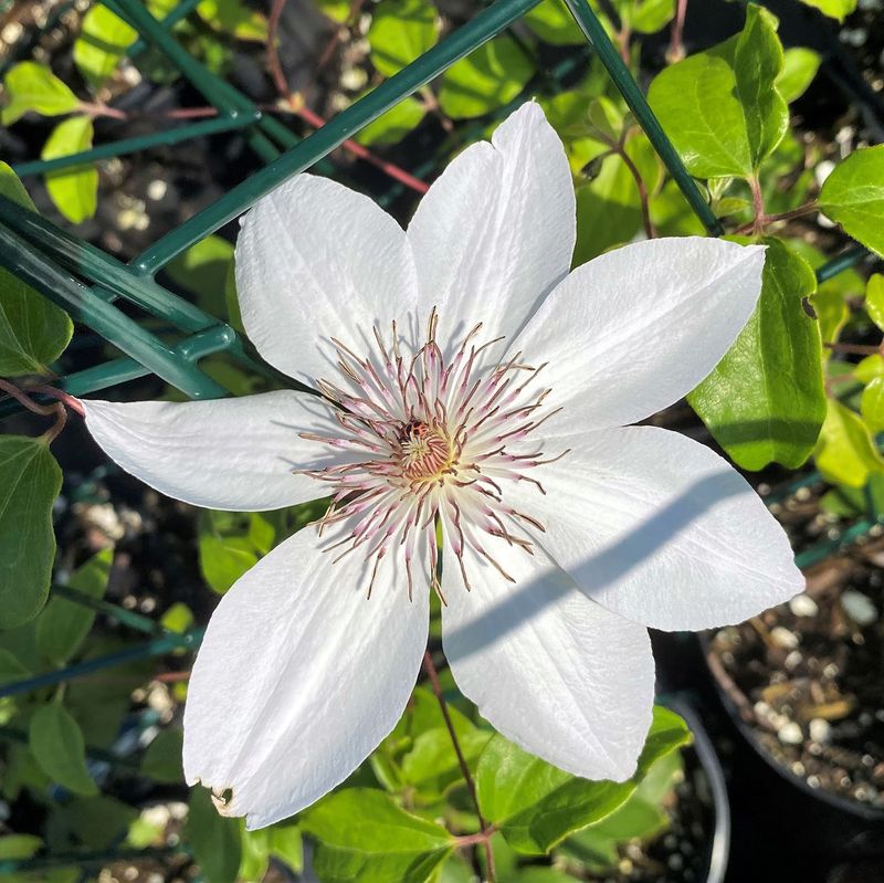 Clematis 'Henryi'