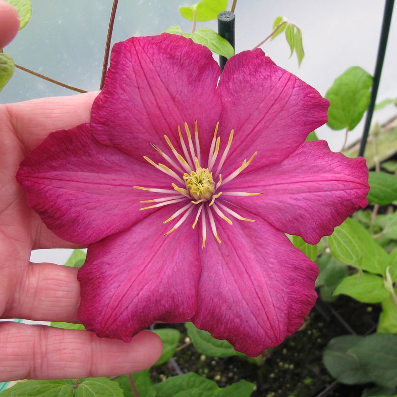 Clematis 'Ville de Lyon'