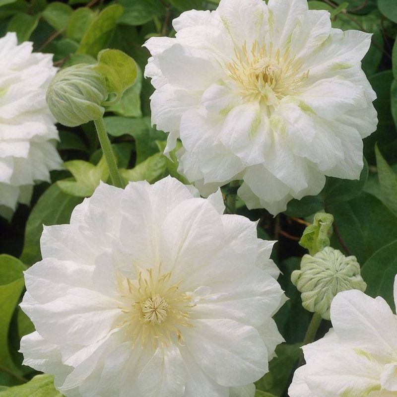 Clematis 'Duchess of Edinburgh'