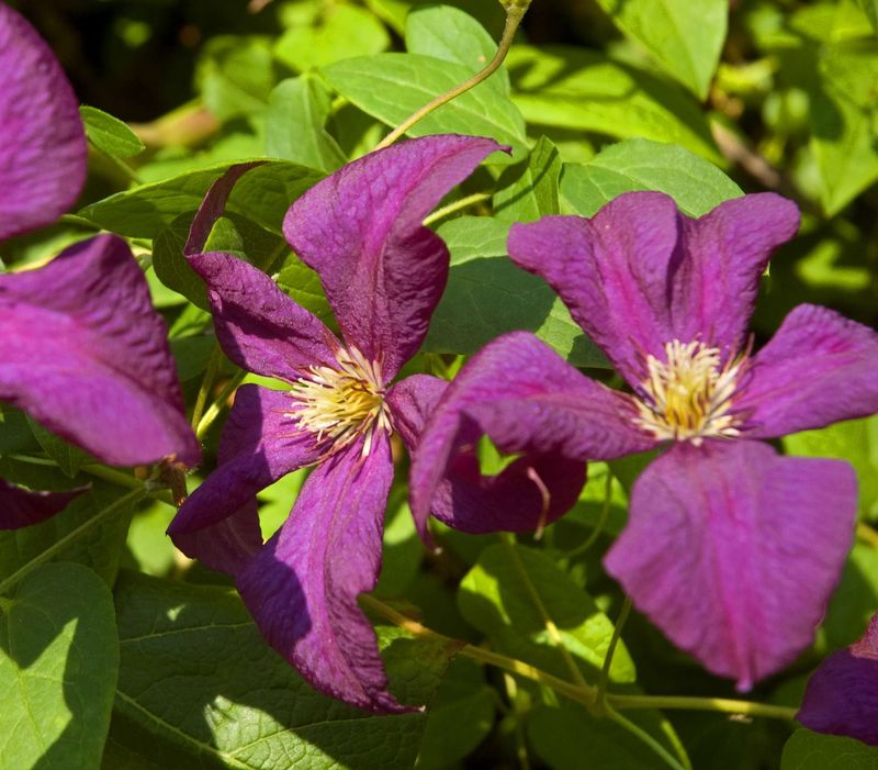 Clematis 'Polish Spirit'