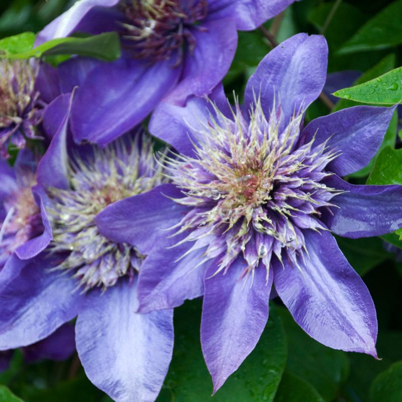 Clematis 'Multi Blue'