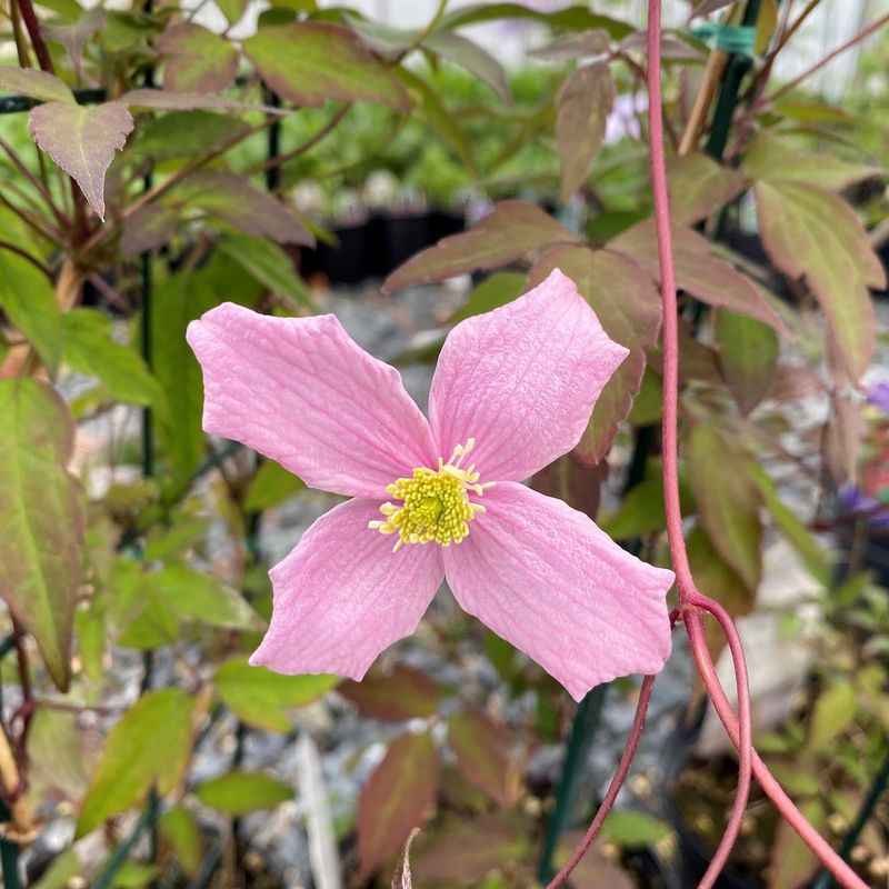 Clematis 'Montana Rubens'