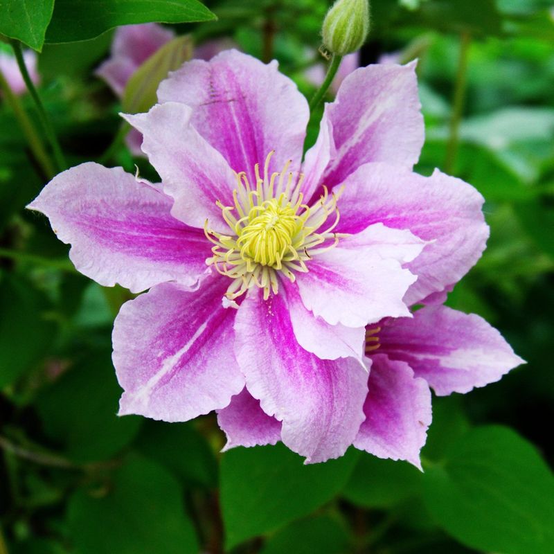 Clematis 'Piilu'