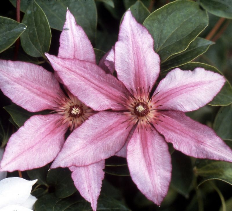 Clematis 'Hagley Hybrid'