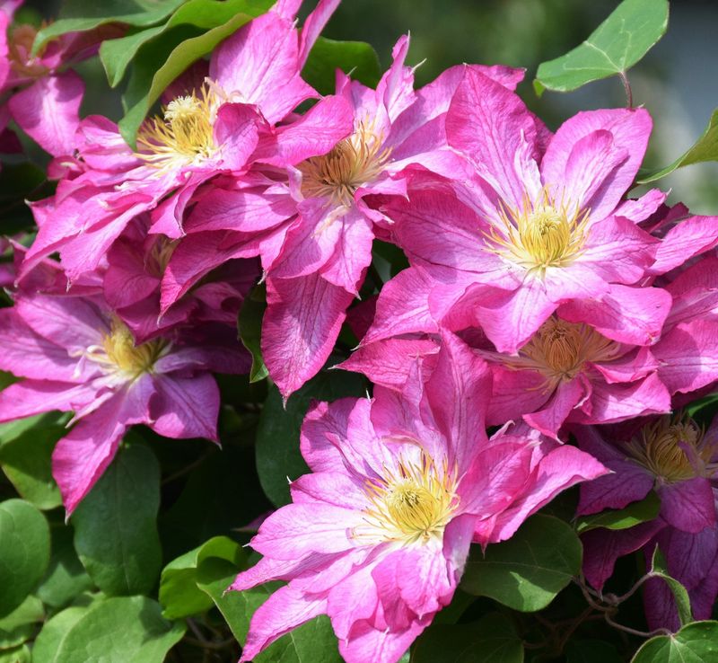 Clematis 'Asao'