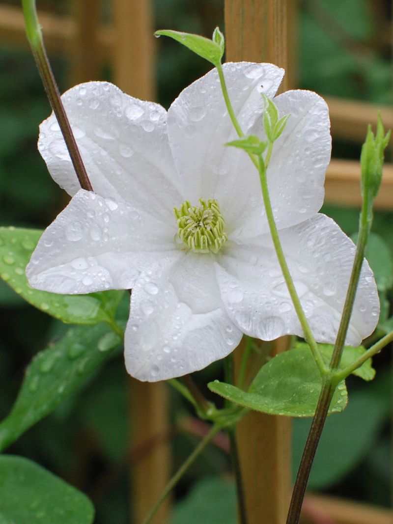 Clematis 'Huldine'