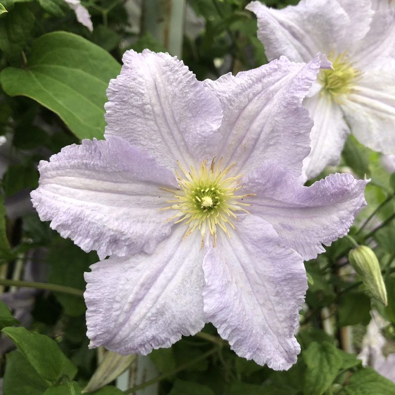 Clematis 'Blue Angel'