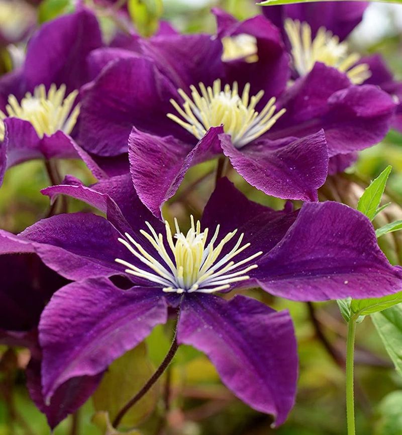 Clematis 'Warszawska Nike'