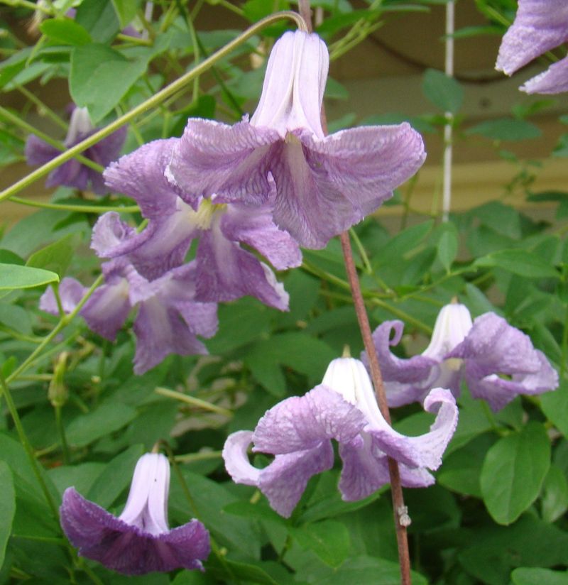 Clematis 'Betty Corning'