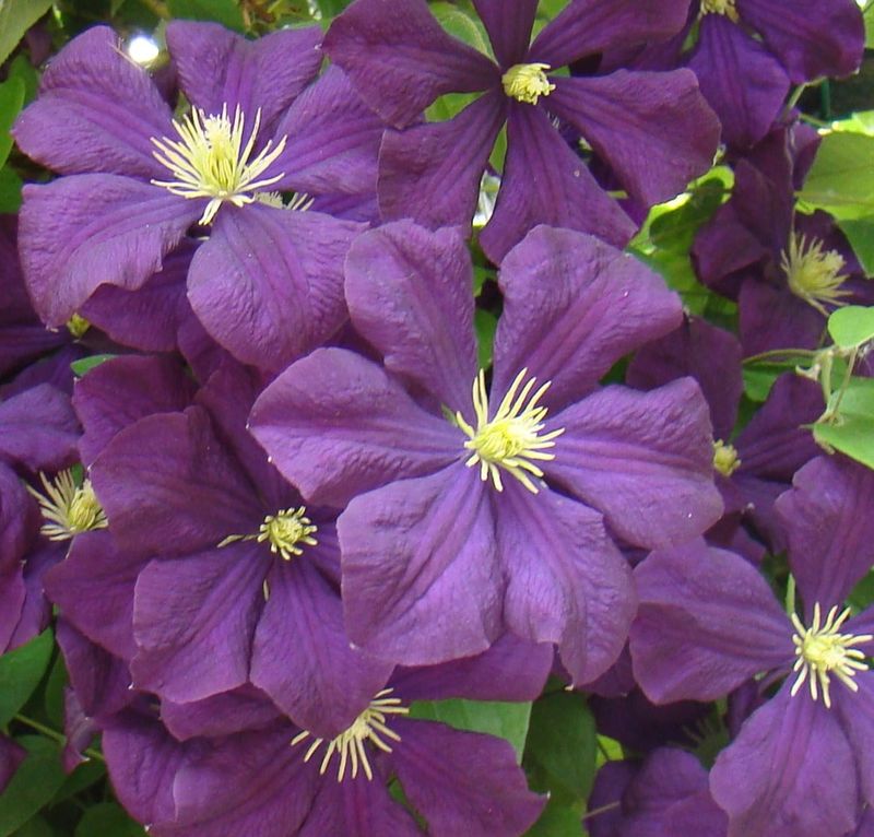 Clematis 'Etoile Violette'