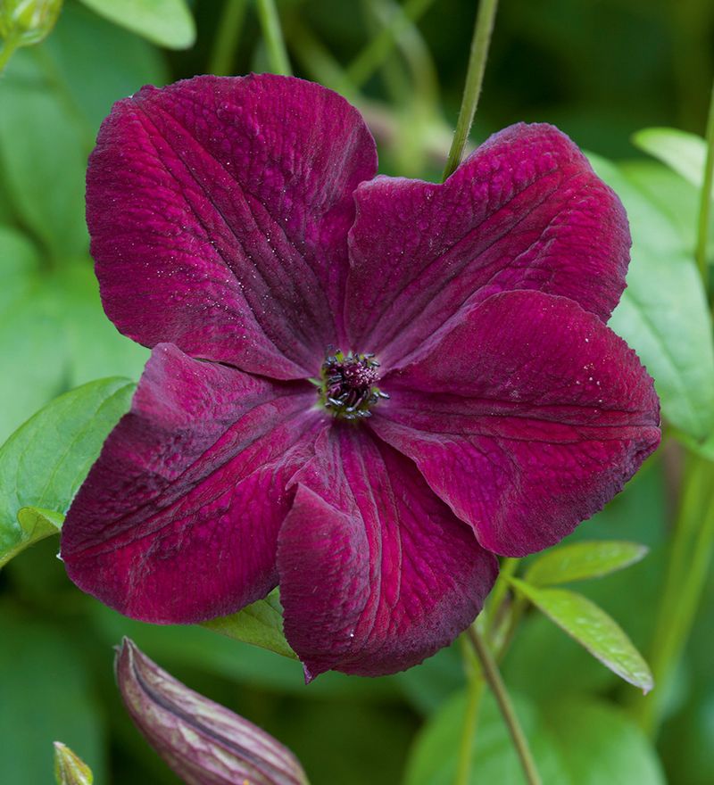 Clematis 'Royal Velours'