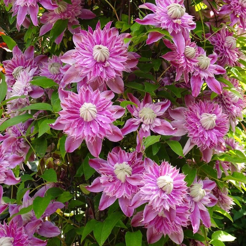 Clematis 'Josephine'