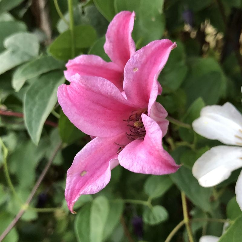 Clematis 'Princess Diana'