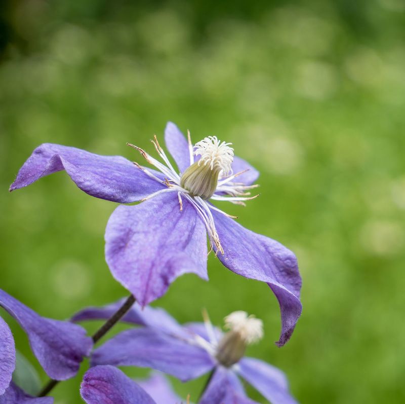 Clematis 'Arabella'