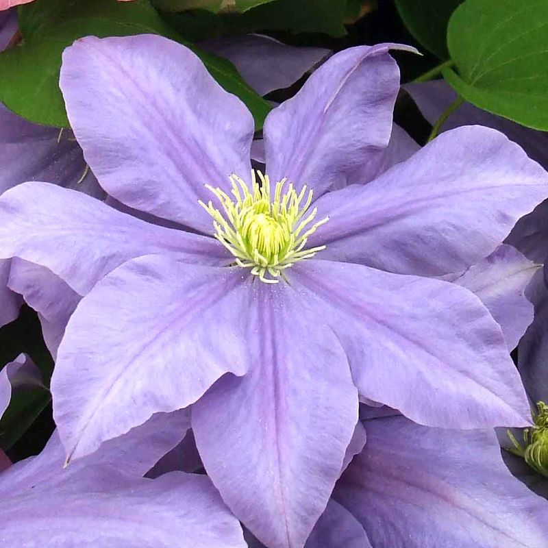 Clematis 'Fujimusume'