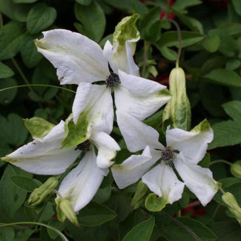 Clematis 'Alba Luxurians'