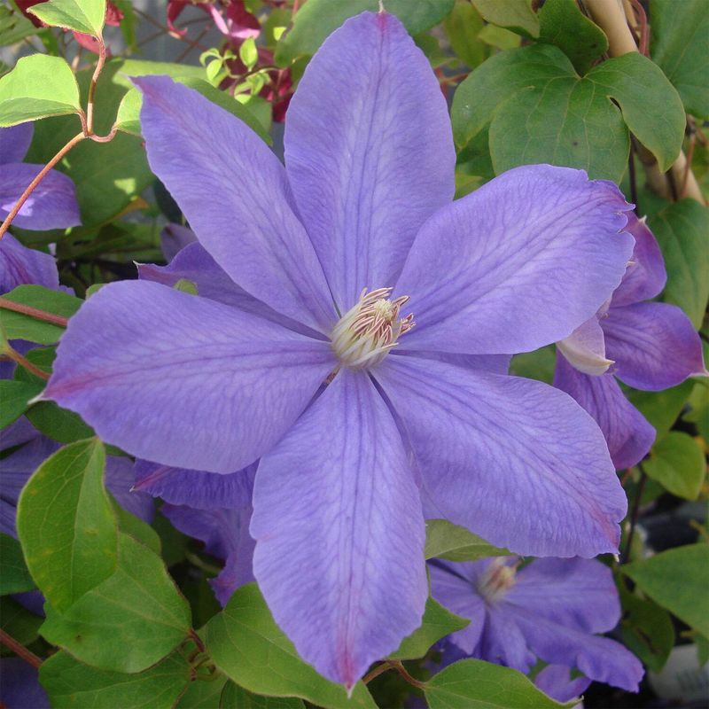 Clematis 'Mrs. Cholmondeley'