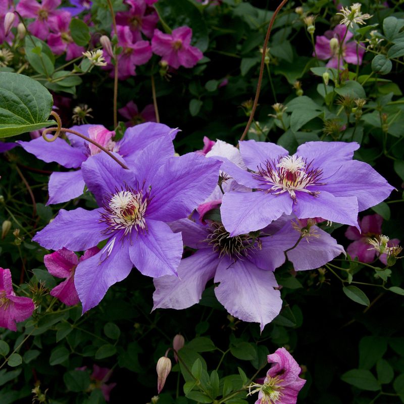 Clematis 'Ramona'