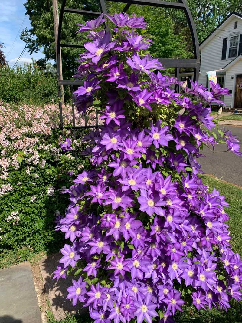 Clematis