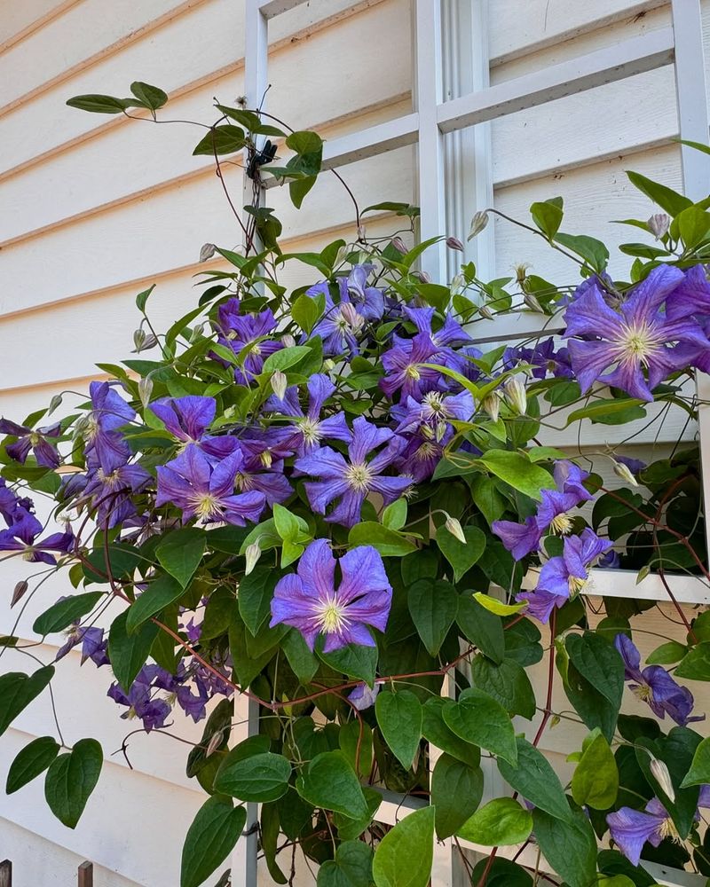 Clematis