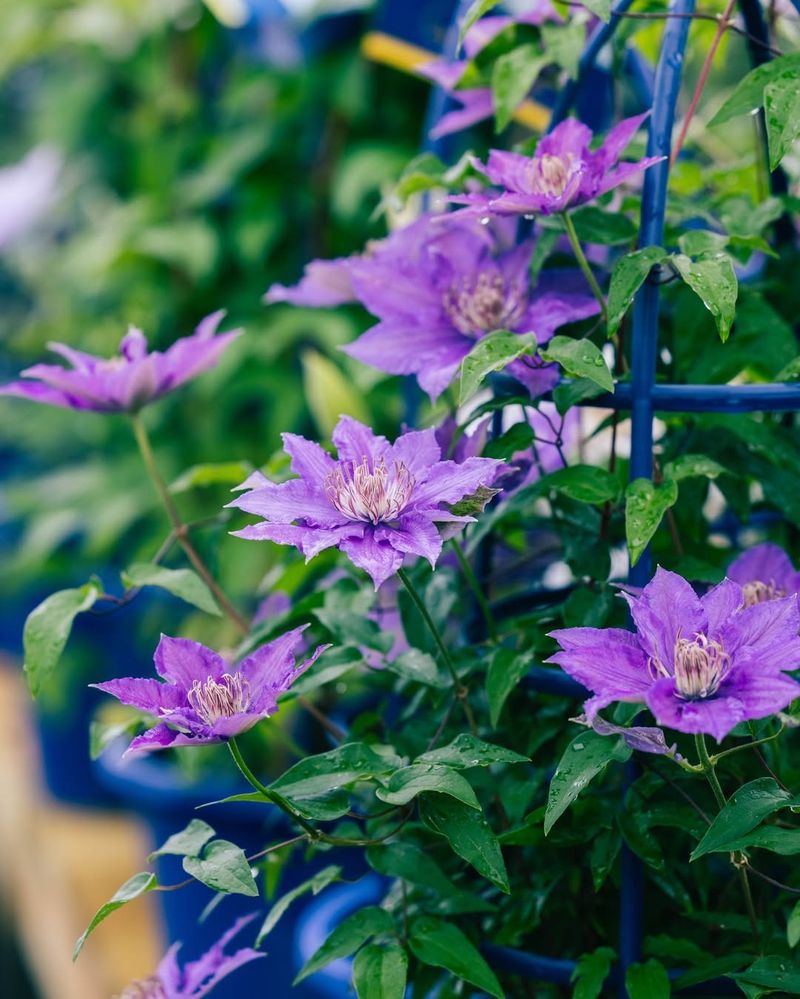 Clematis