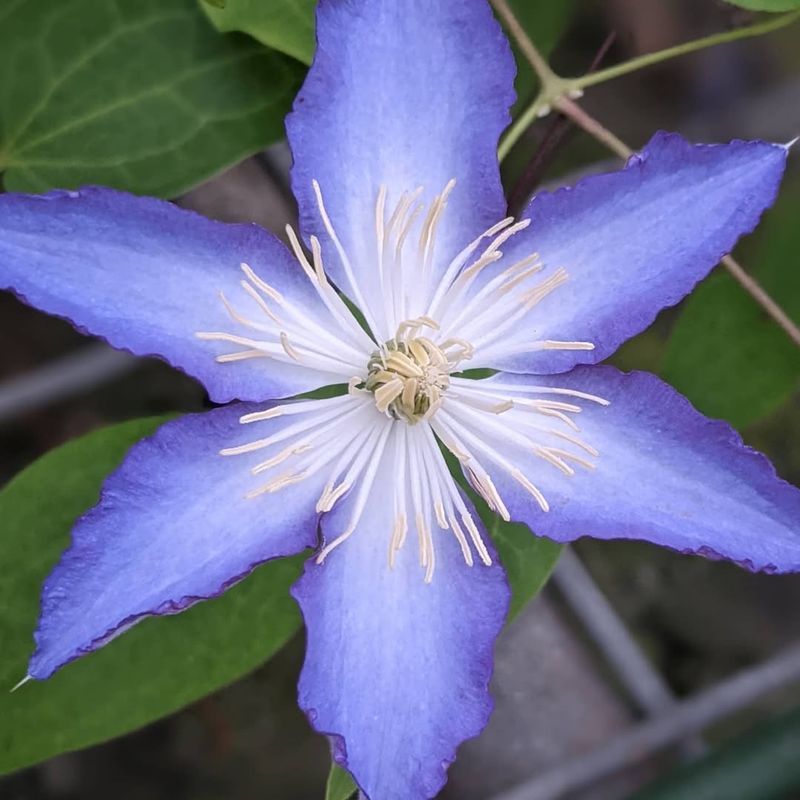 Clematis