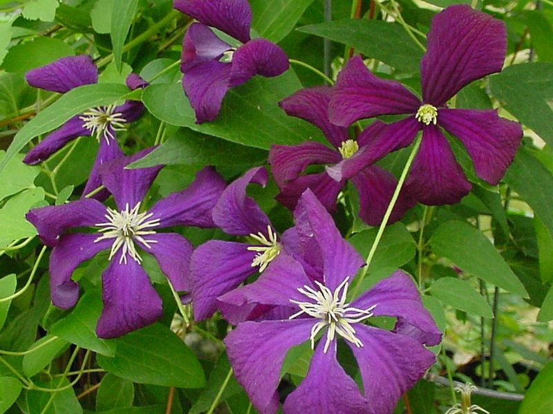 Clematis (Clematis viticella)