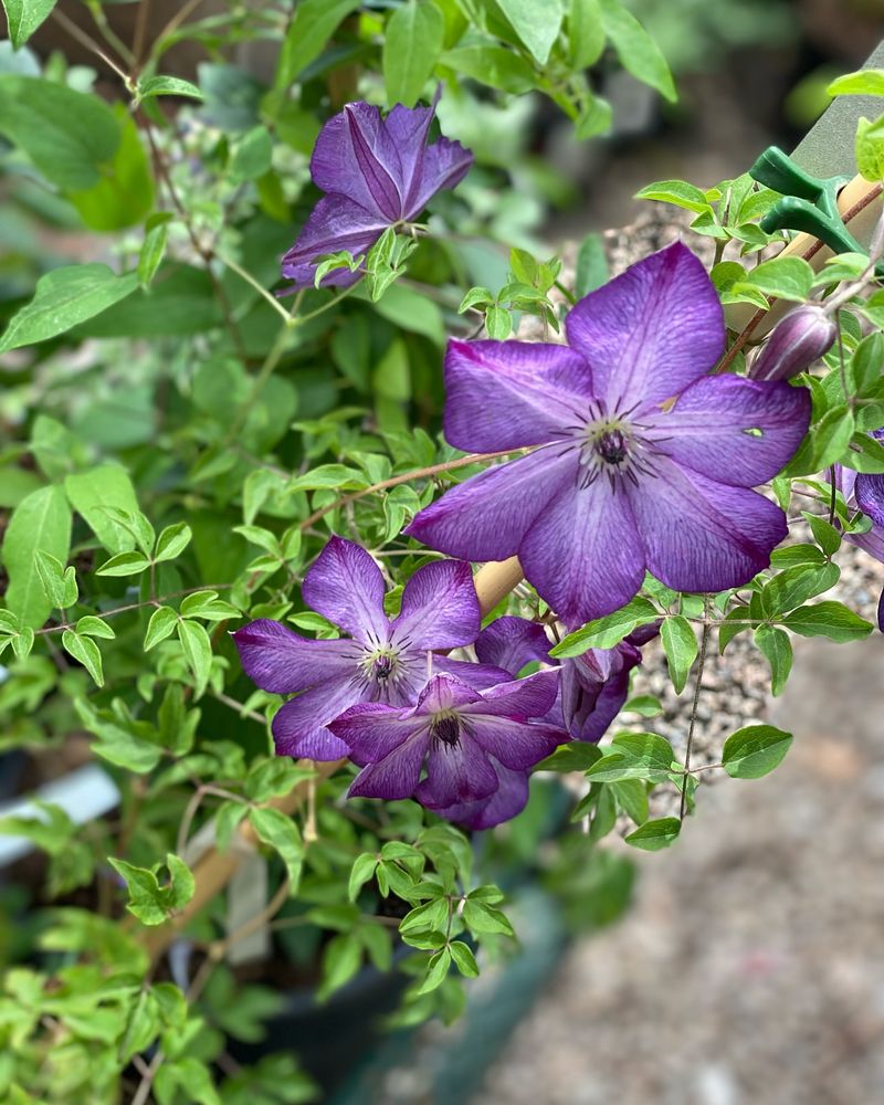 Clematis (Clematis viticella)