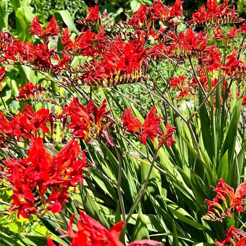 Crocosmia