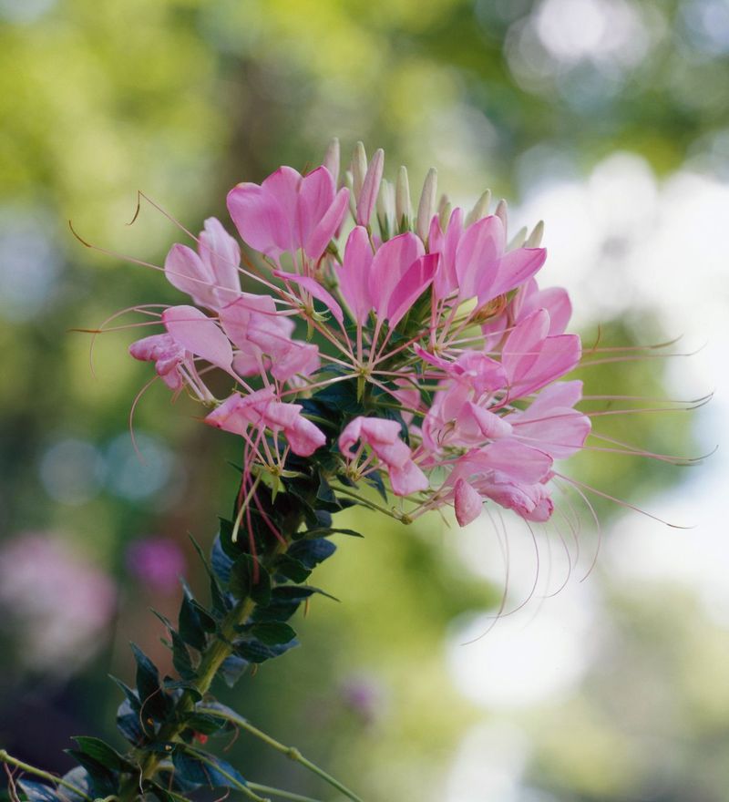 Cleome (Spider Flower)