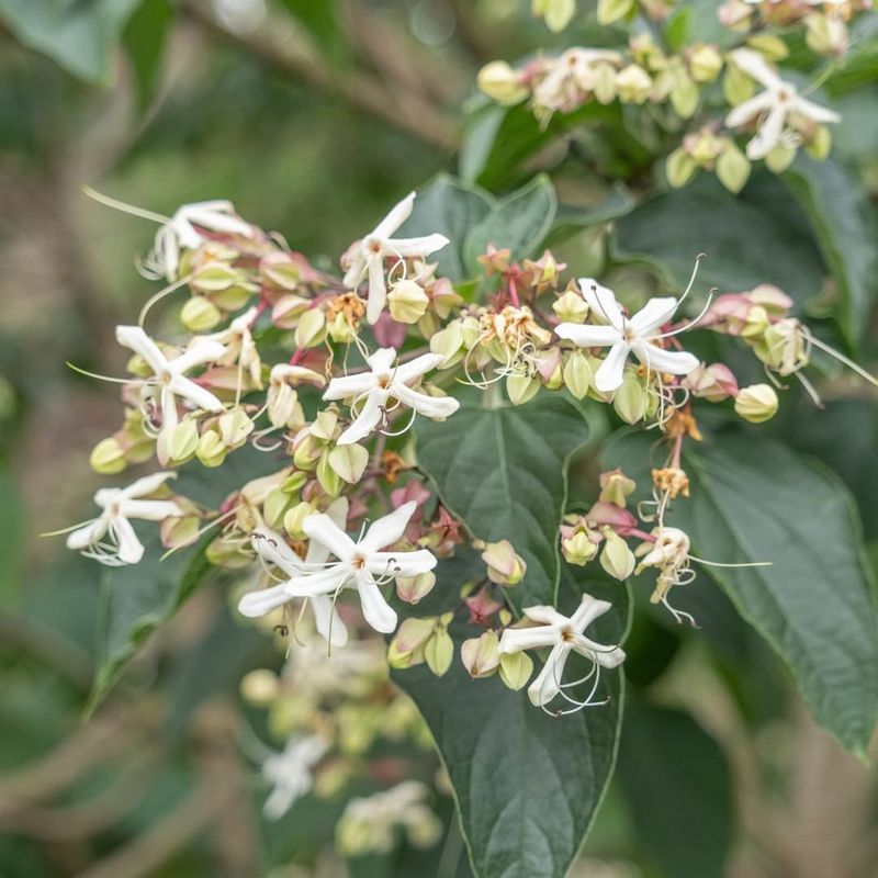 Clerodendrum trichotomum