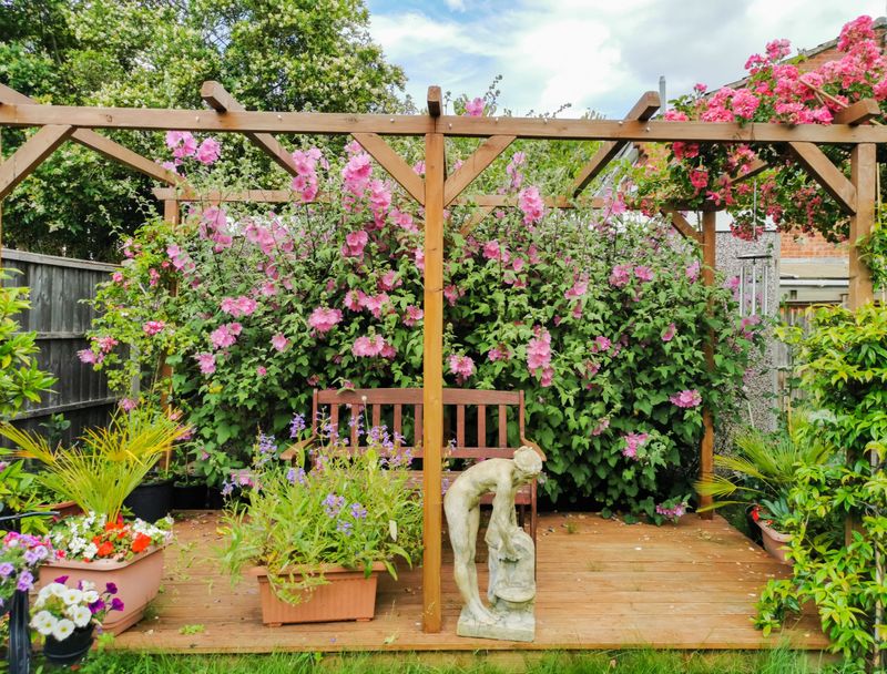 Climbing Clematis