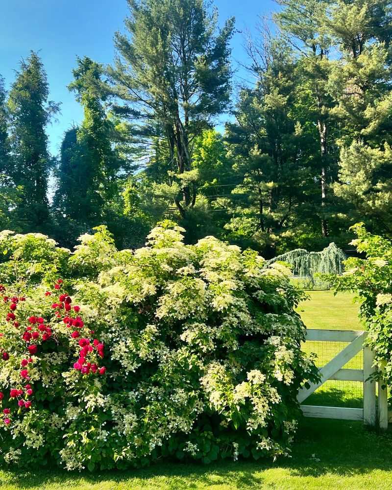 Climbing Hydrangea