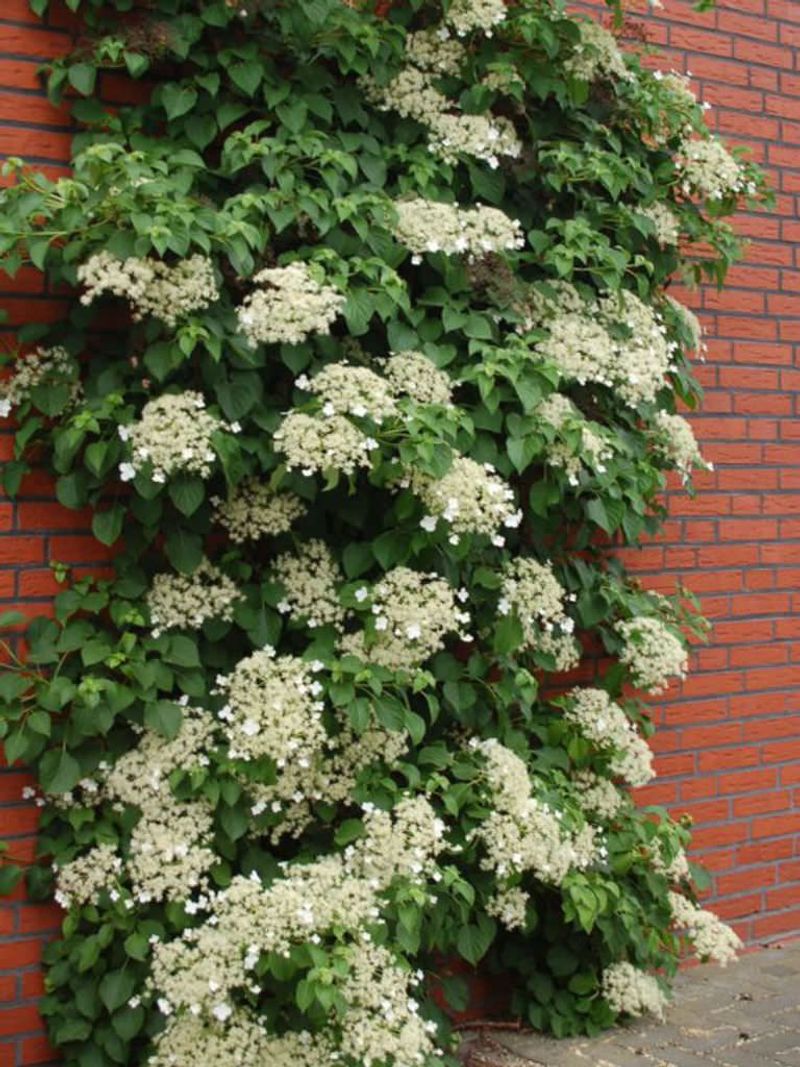 Climbing Hydrangea