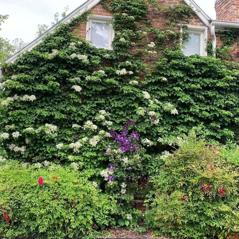 Climbing Hydrangea