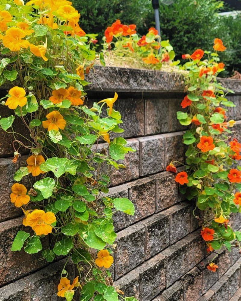 Climbing Nasturtium