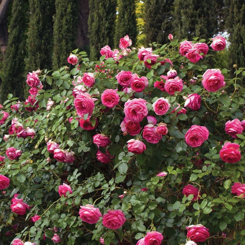 Climbing Rose 'Eden'