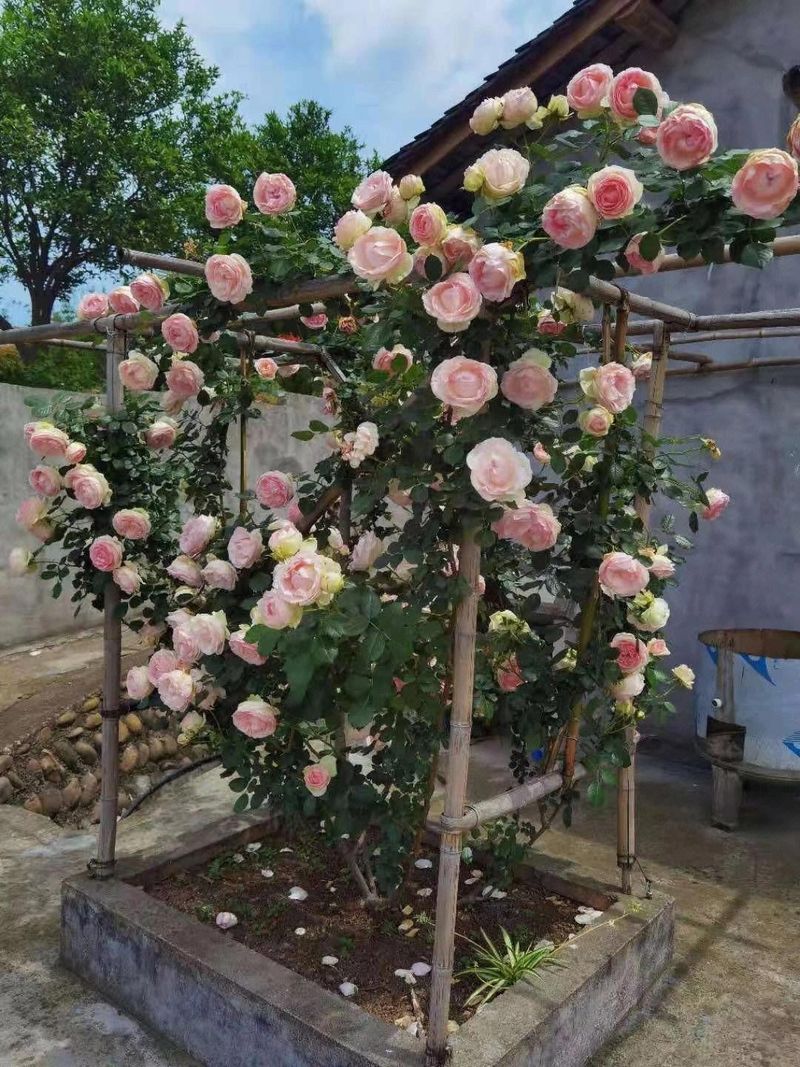 Climbing Roses