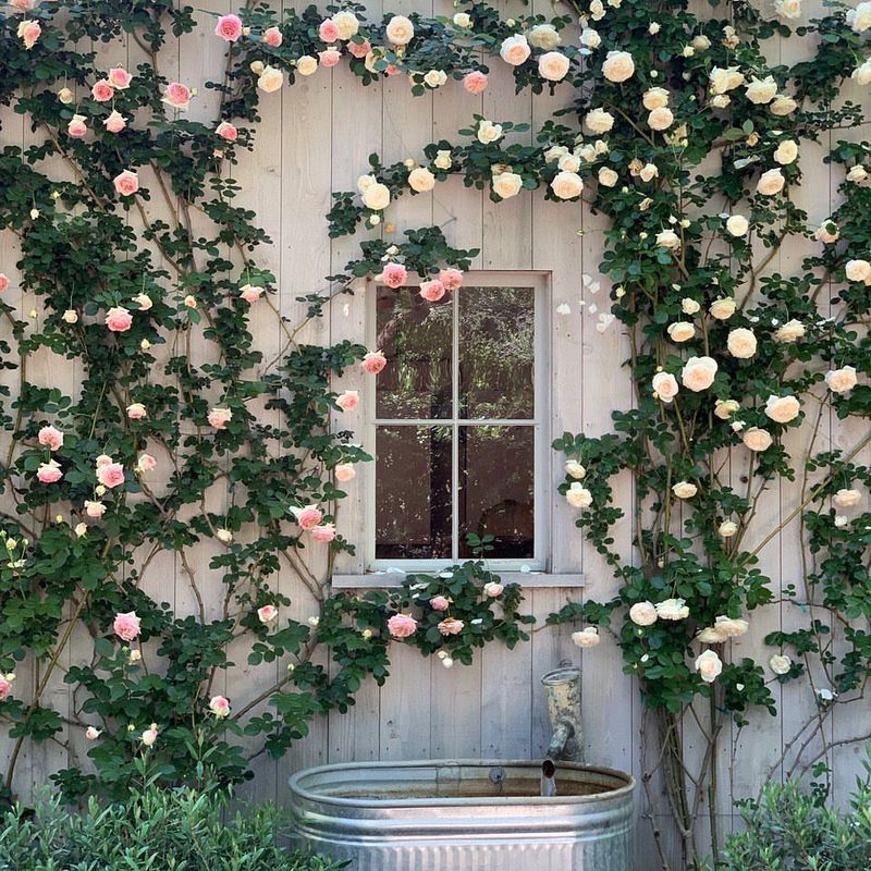 Climbing Roses