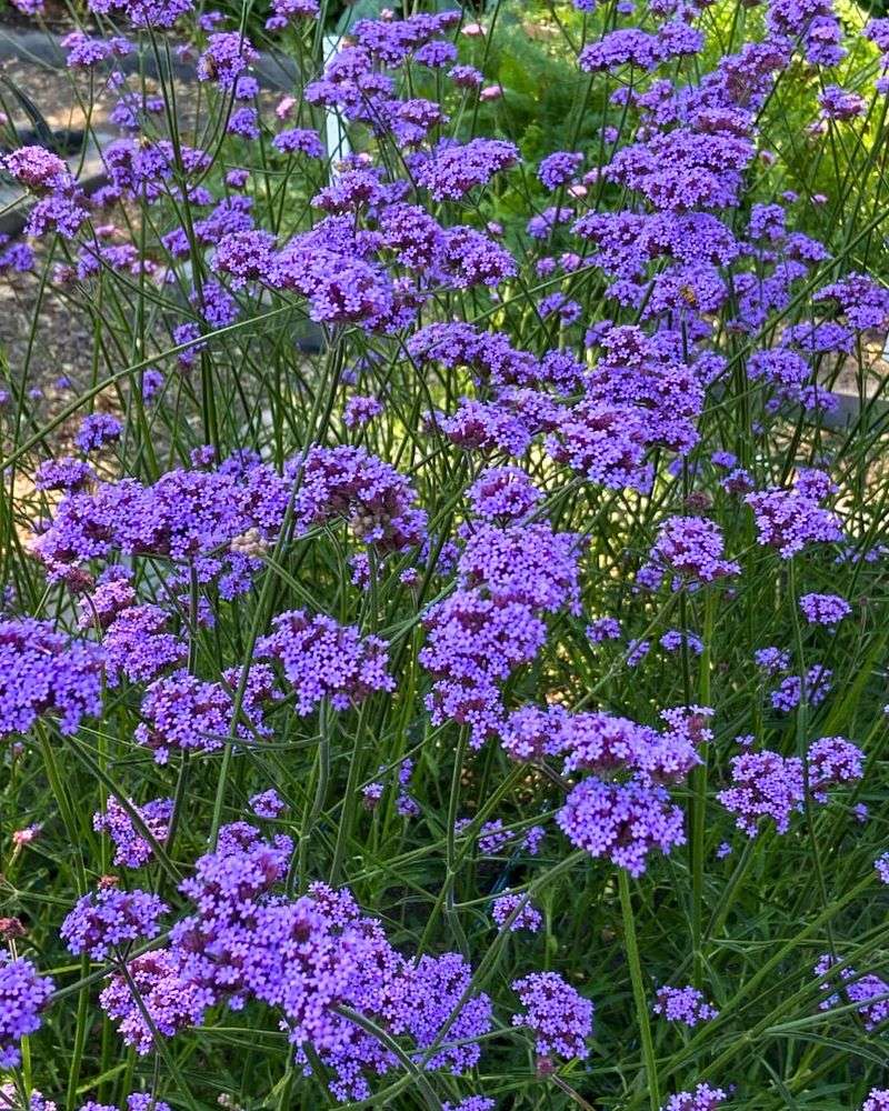 Climbing Verbena