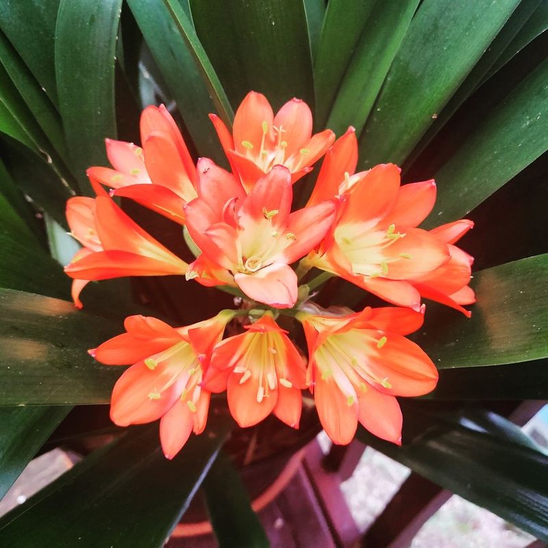 Clivia