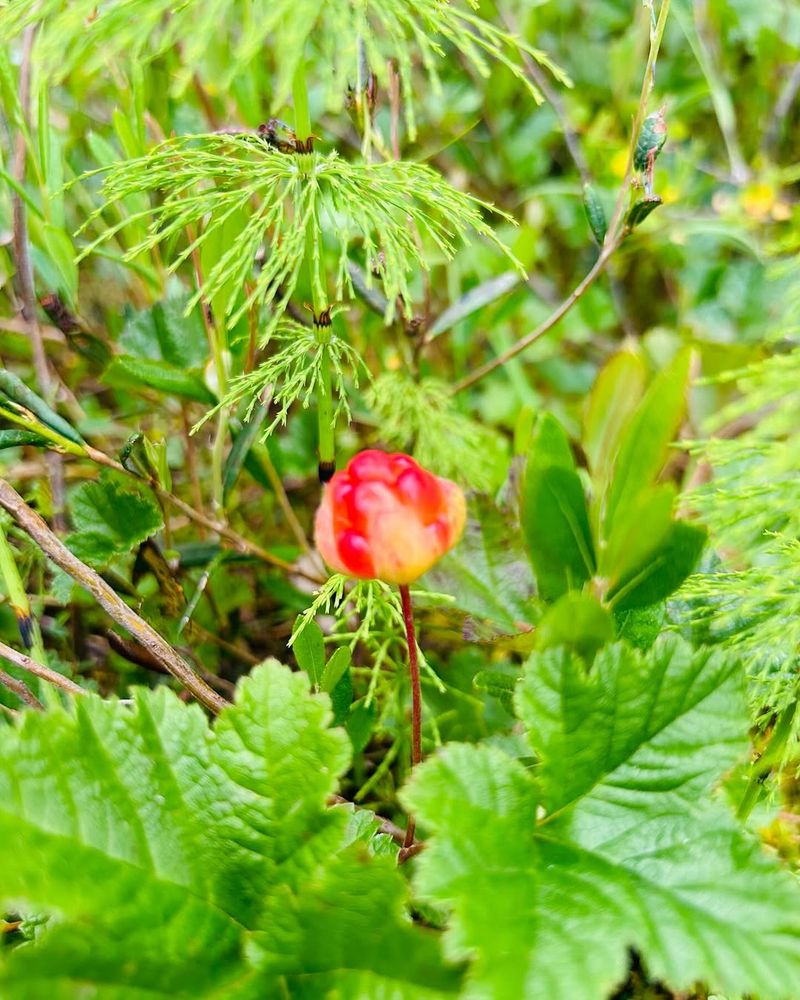 Cloudberry