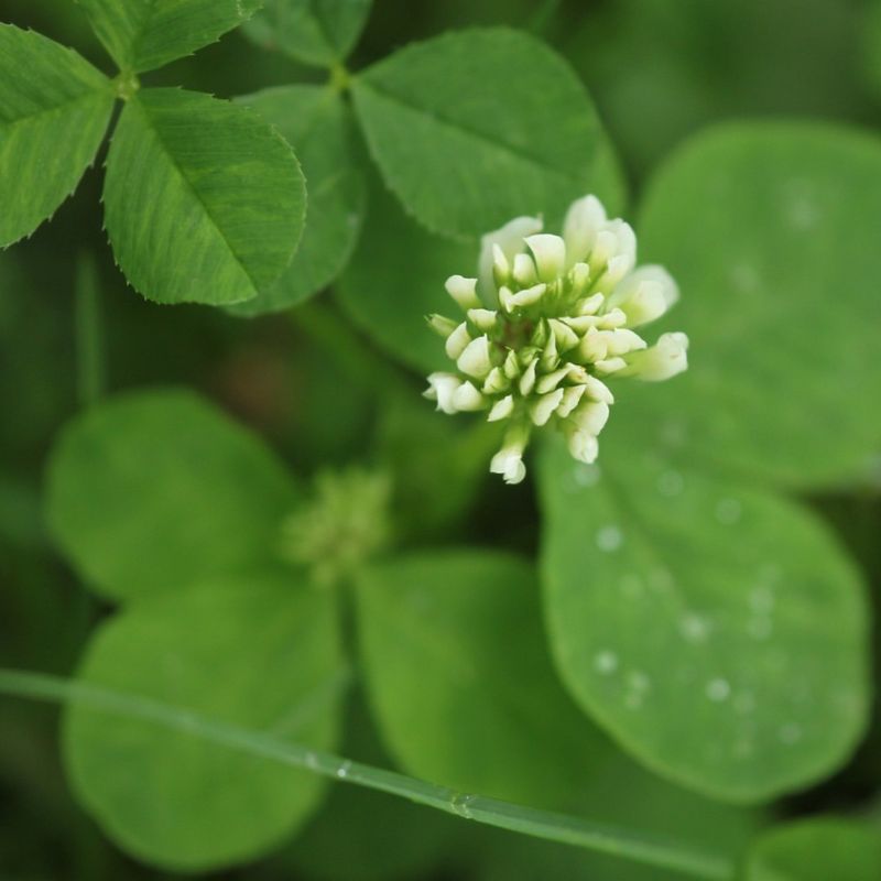 Clover