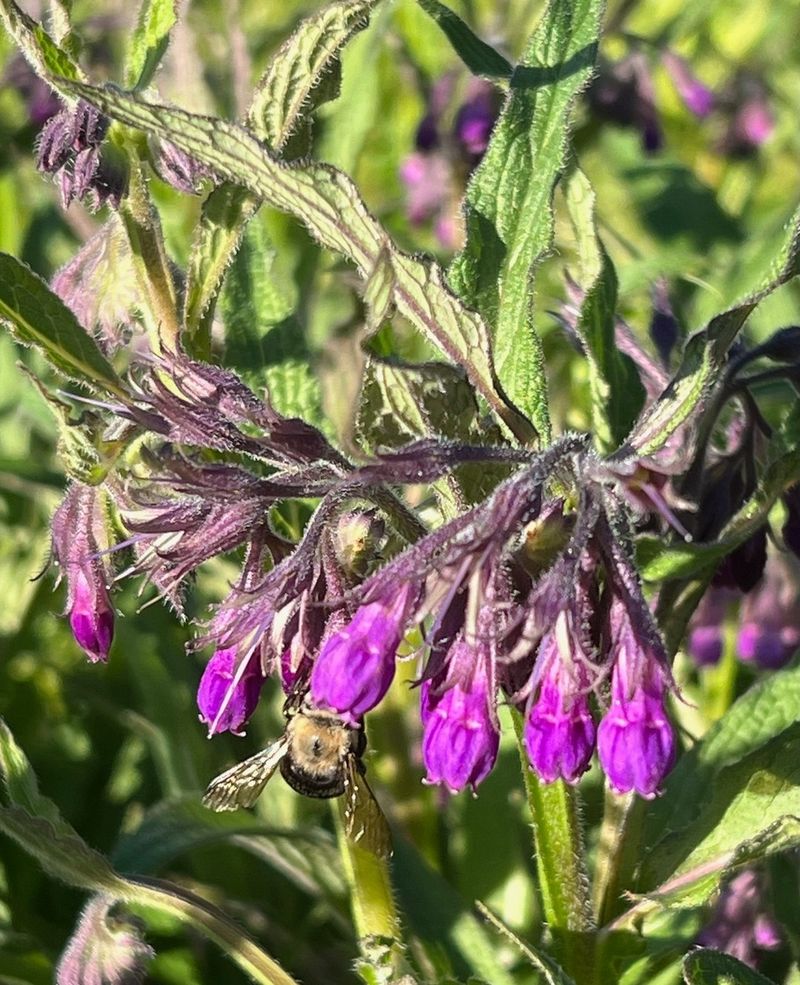 Comfrey