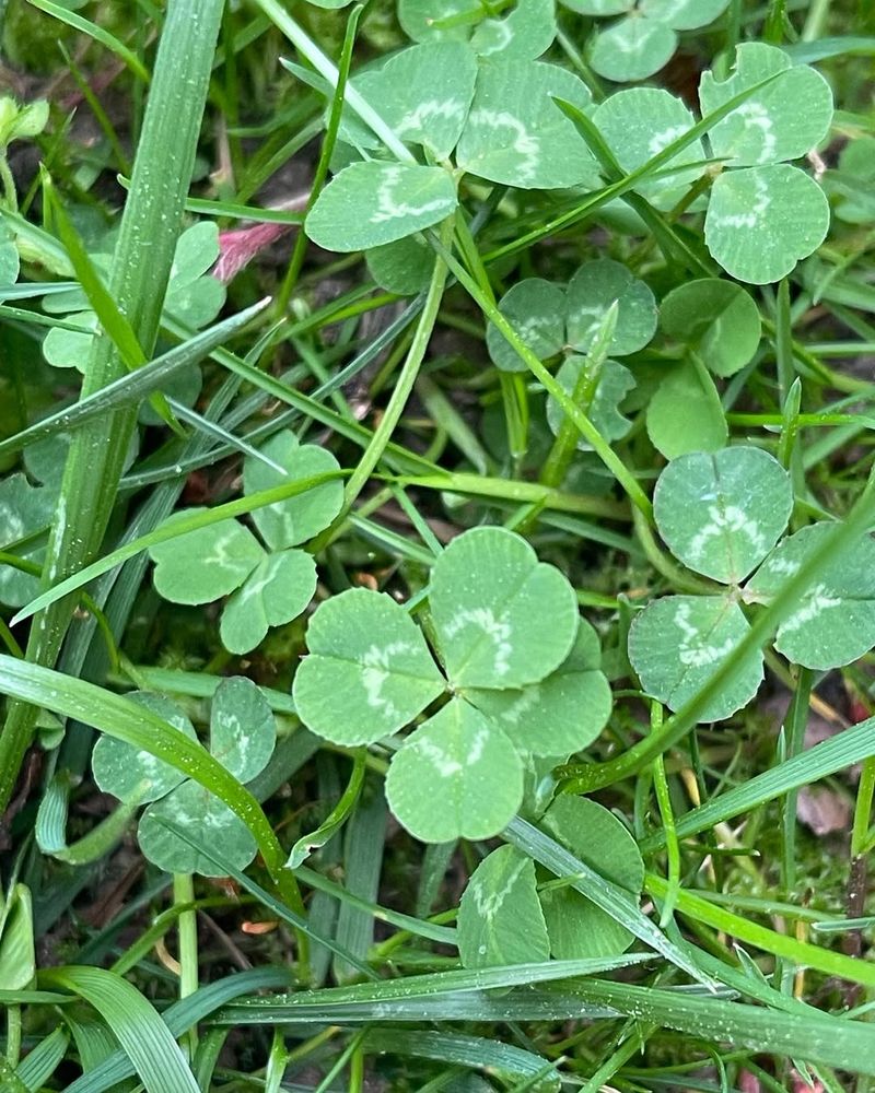 Clovers (Rats Love It)