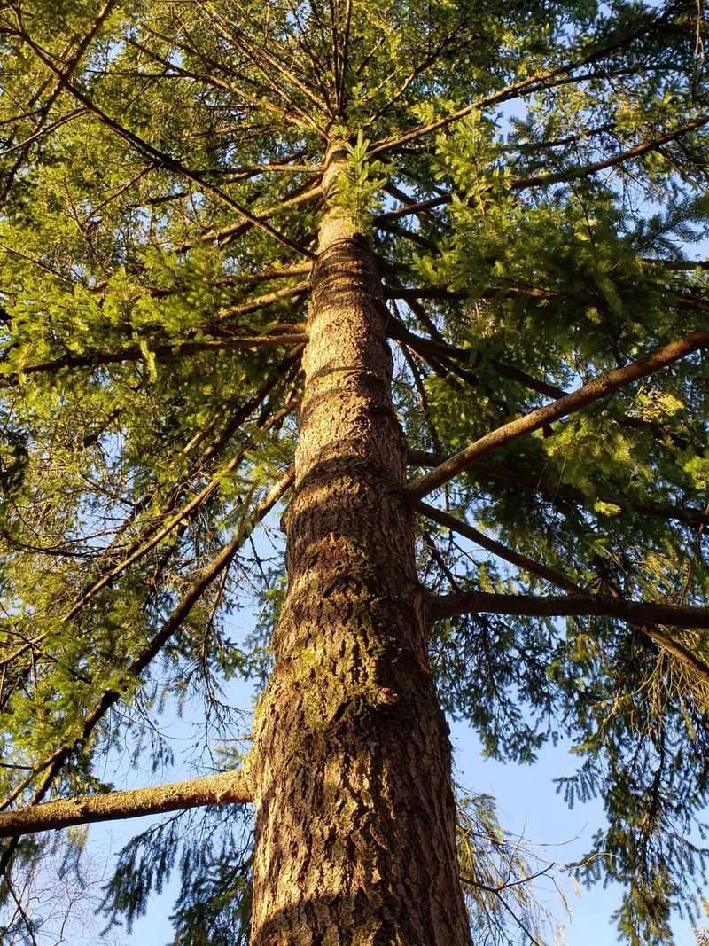 Coast Douglas Fir