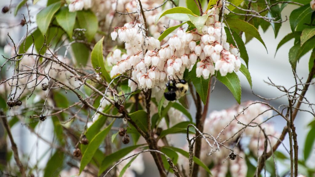 Coastal Leucothoe